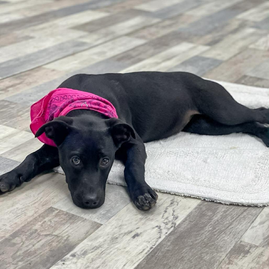 Enlarge Sibyl, a Adoptable Labrador Retriever in Lufkin, TX image 4/4