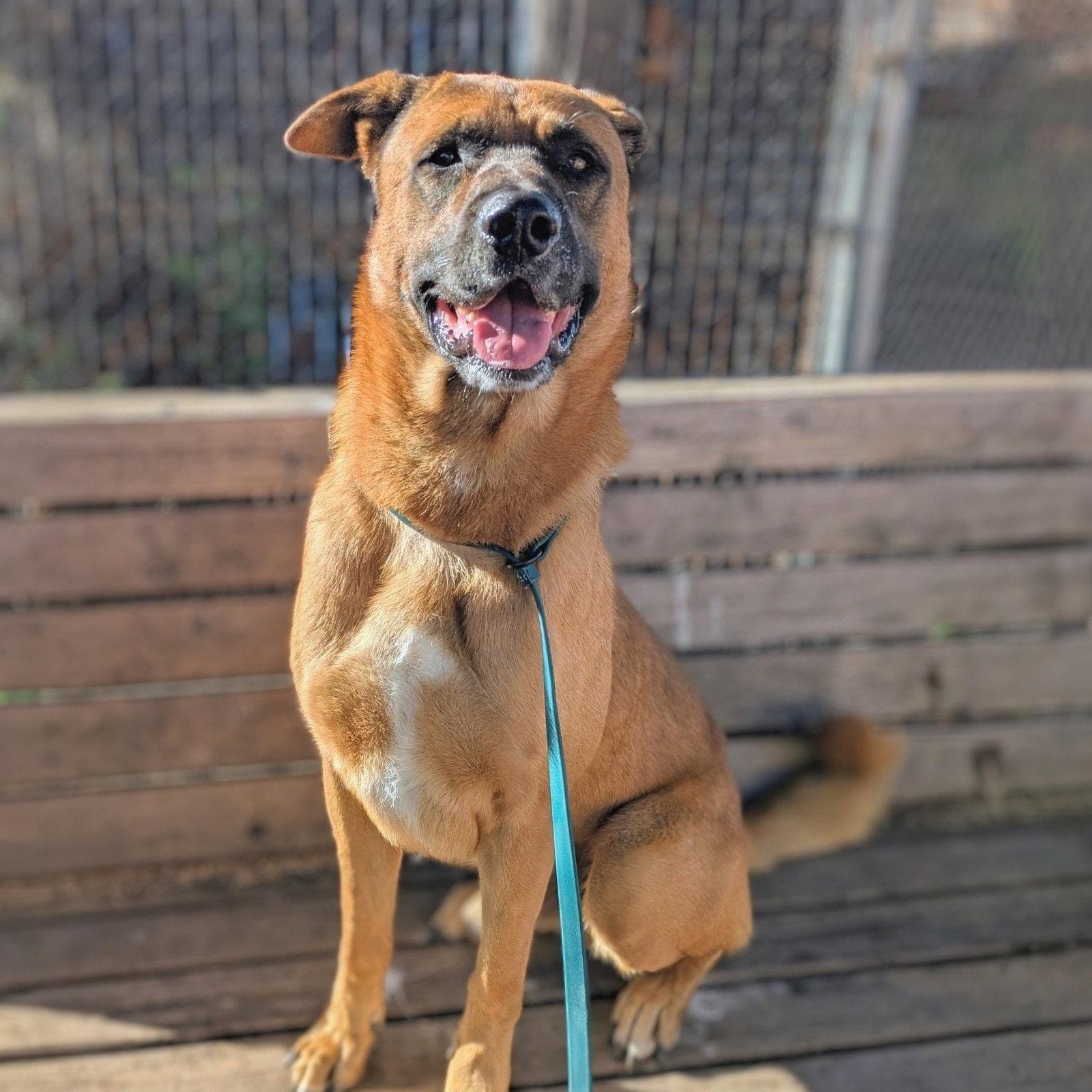 Sterling, Adopted, Young Male Mixed Breed.