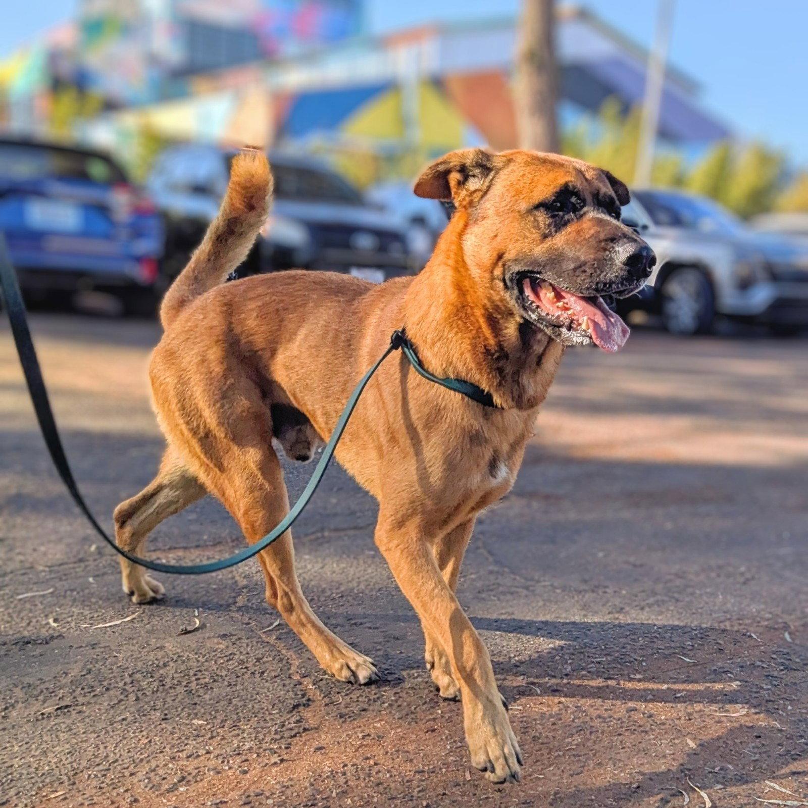 Enlarge Sterling, a Adopted Mixed Breed in Oakland, CA image 2/2