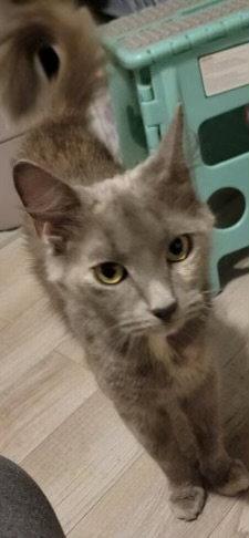Silver Queen, Adopted, Adult Female Domestic Short Hair.