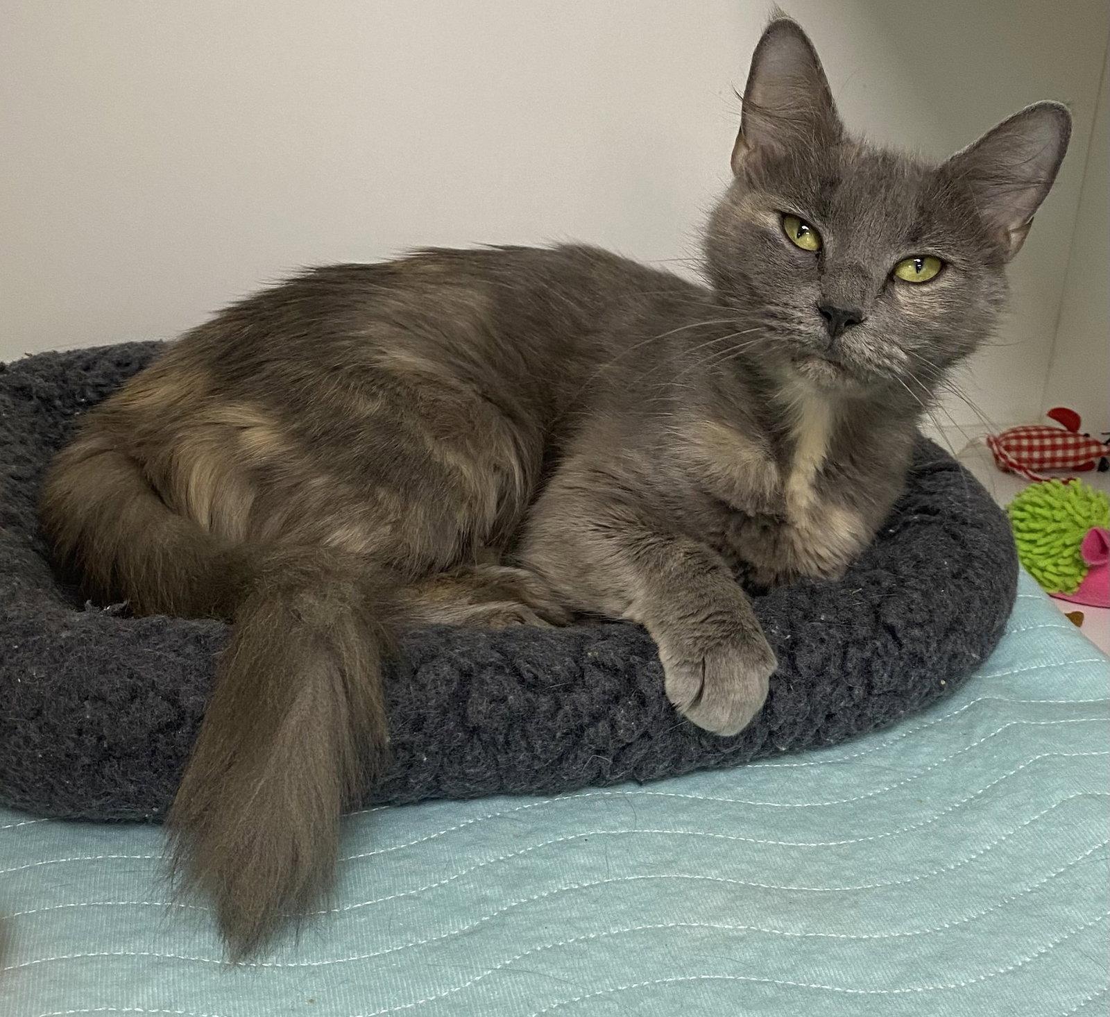 Silver Queen, a Adopted Domestic Short Hair in Satellite Beach, FL image 2/3