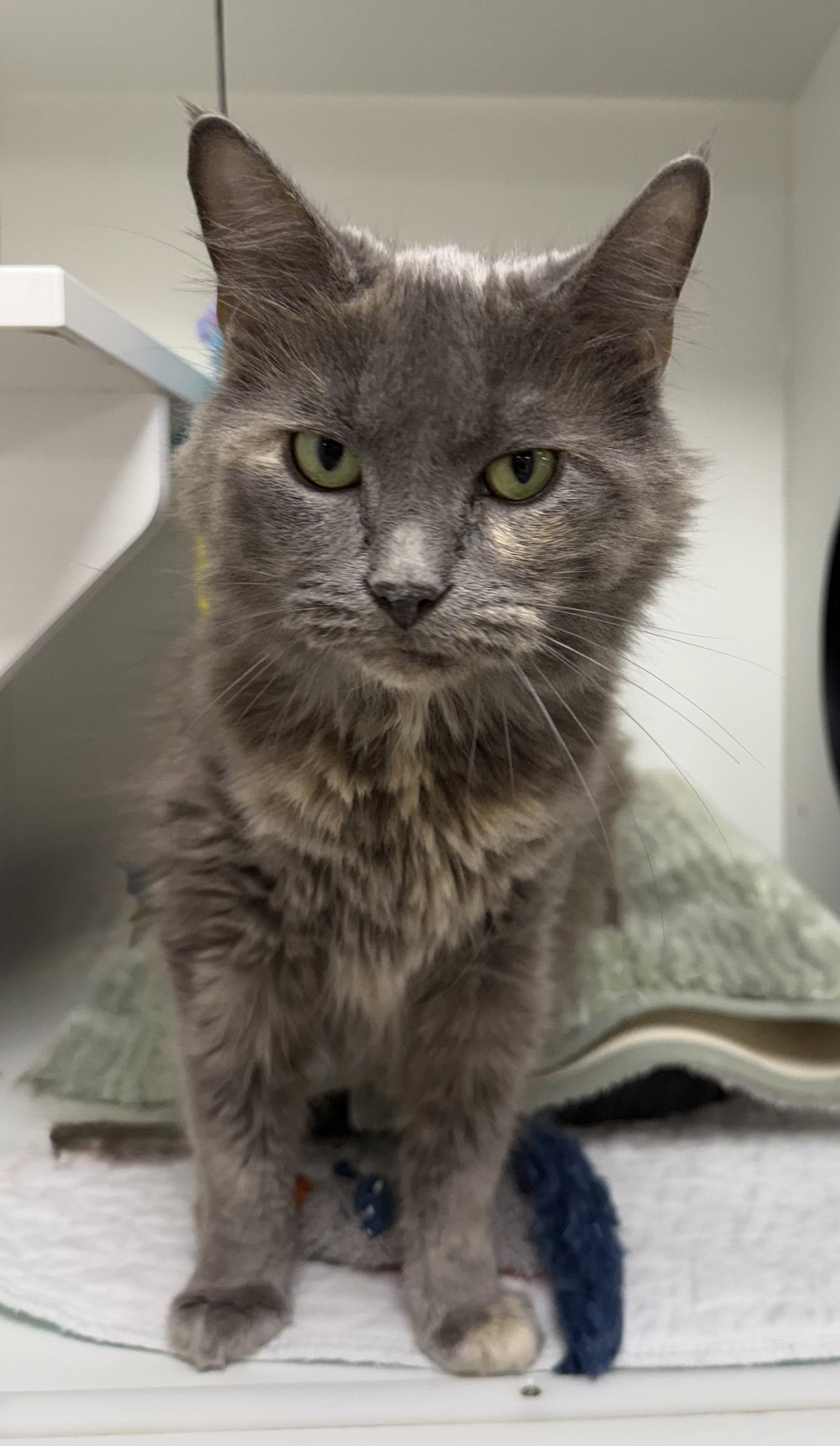 Silver Queen, a Adopted Domestic Short Hair in Satellite Beach, FL image 3/3