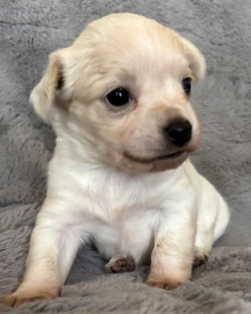 Hogwarts: Hermione thumbnail 5