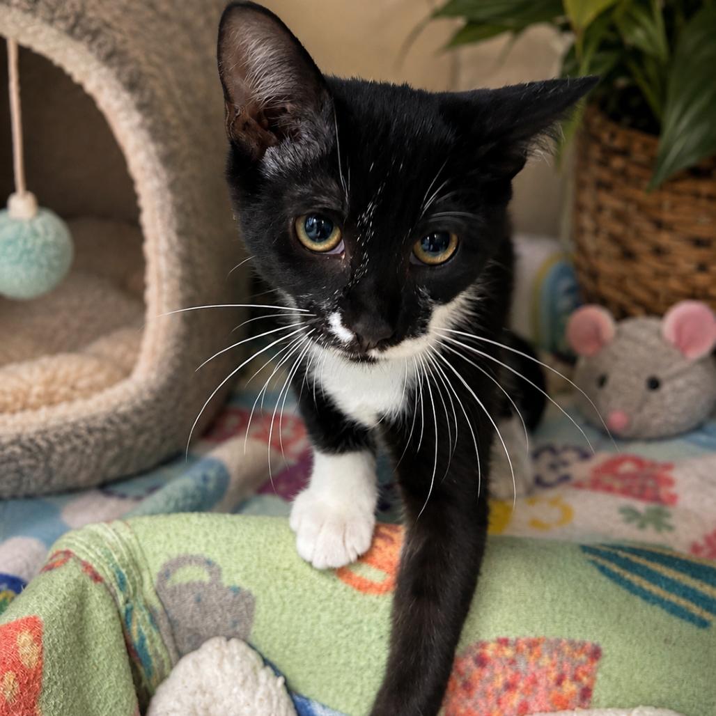 Pancake 26-0456, Adoptable, Kitten Male Domestic Medium Hair.