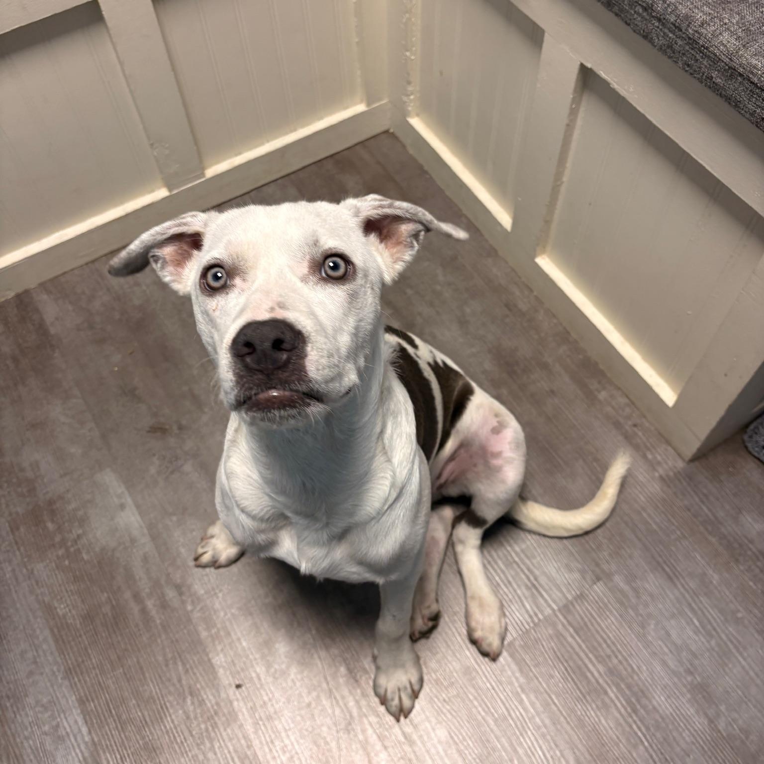 Enlarge Ella, a Adoptable mixed breed in Cumberland, RI image 2/6