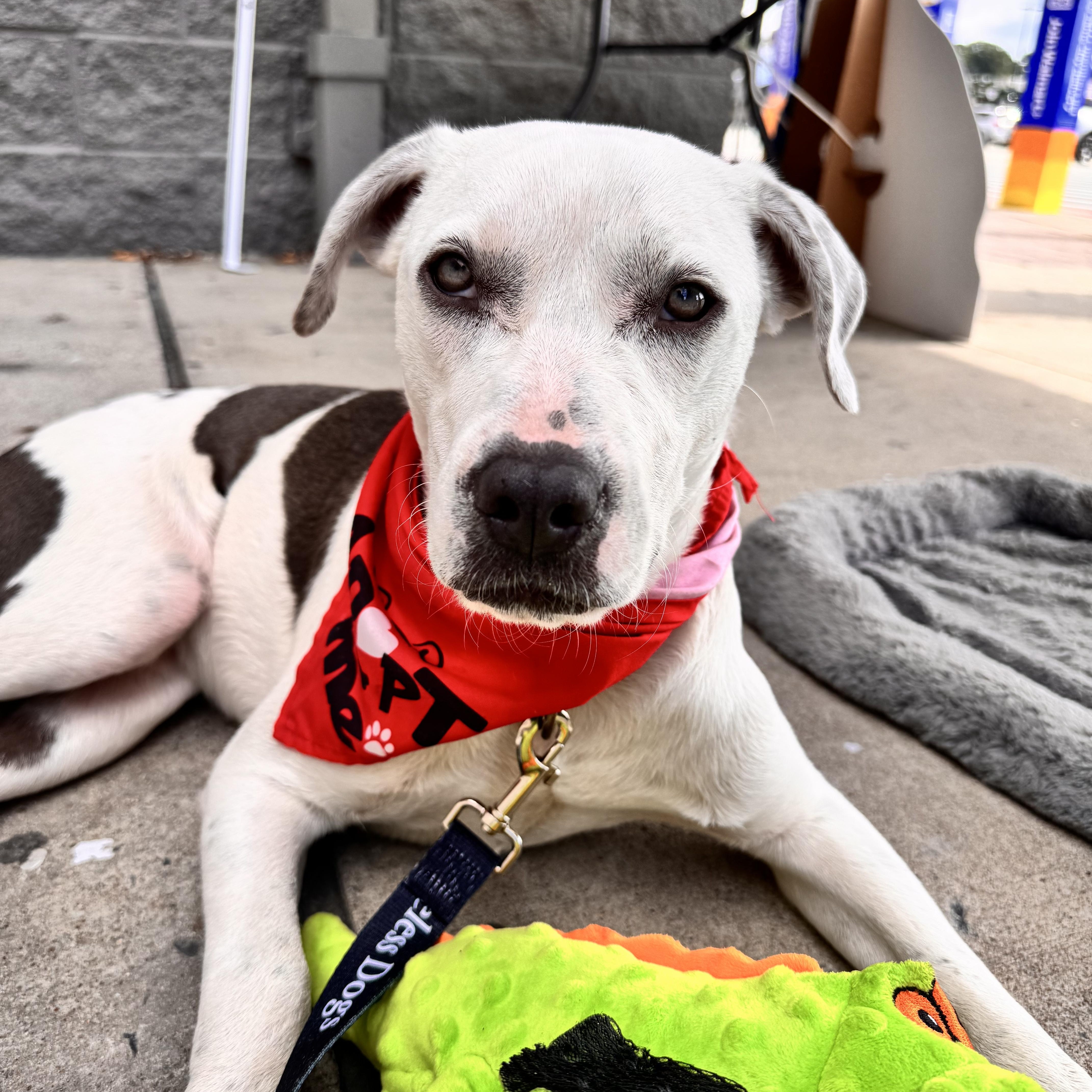 Enlarge Ella, a Adoptable mixed breed in Cumberland, RI image 5/6