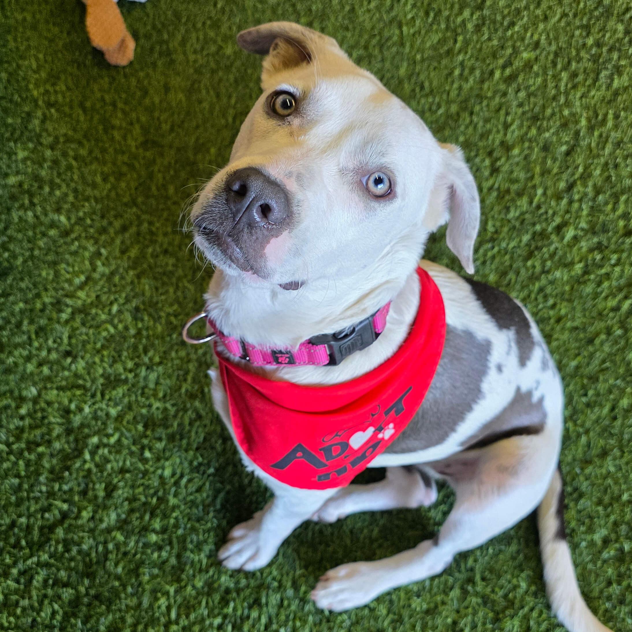 Enlarge Ella, a Adoptable mixed breed in Cumberland, RI image 4/6