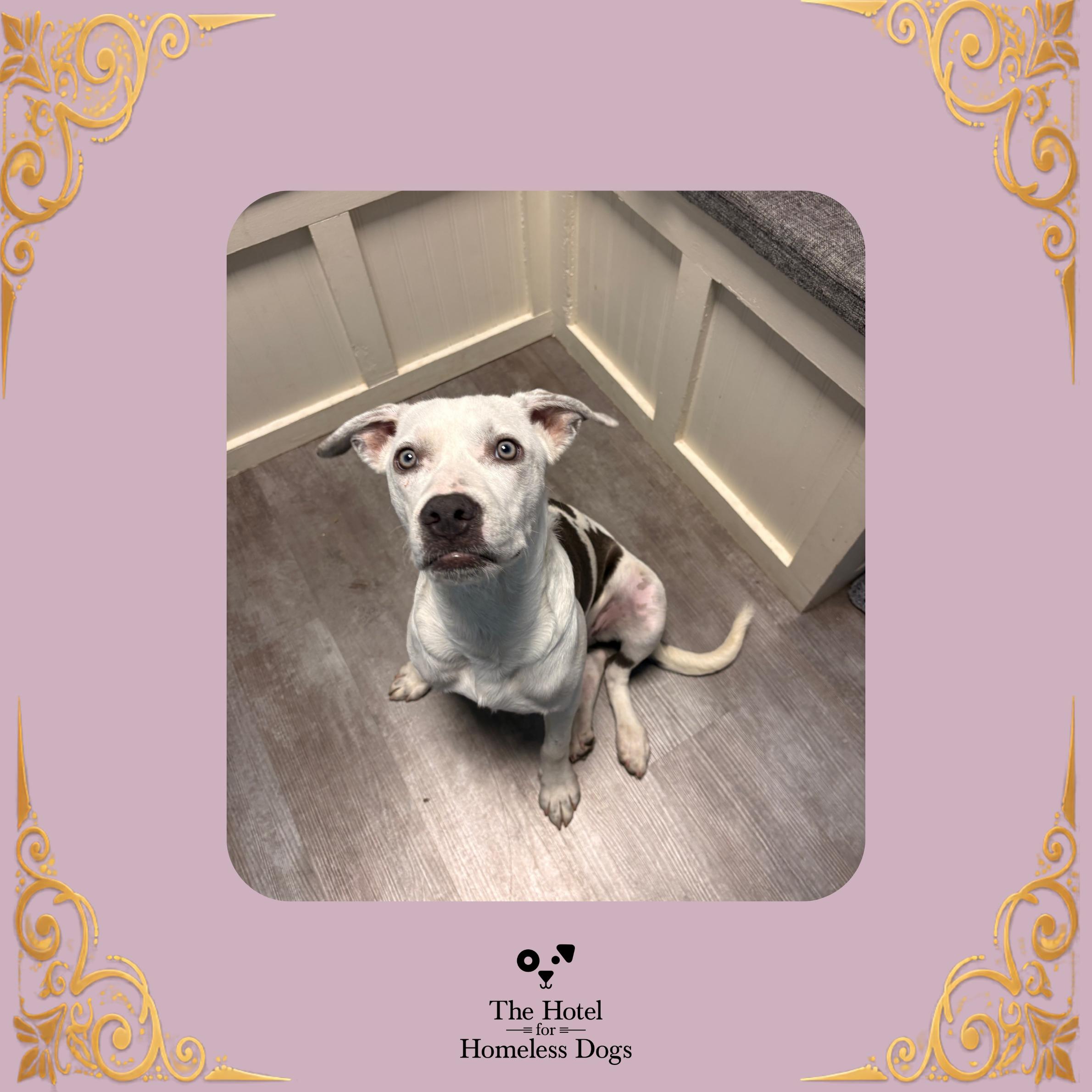 Ella, Adoptable, Young Female Terrier & Labrador Retriever.