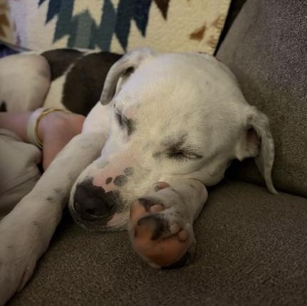 Enlarge Ella, a Adoptable mixed breed in Cumberland, RI image 3/6
