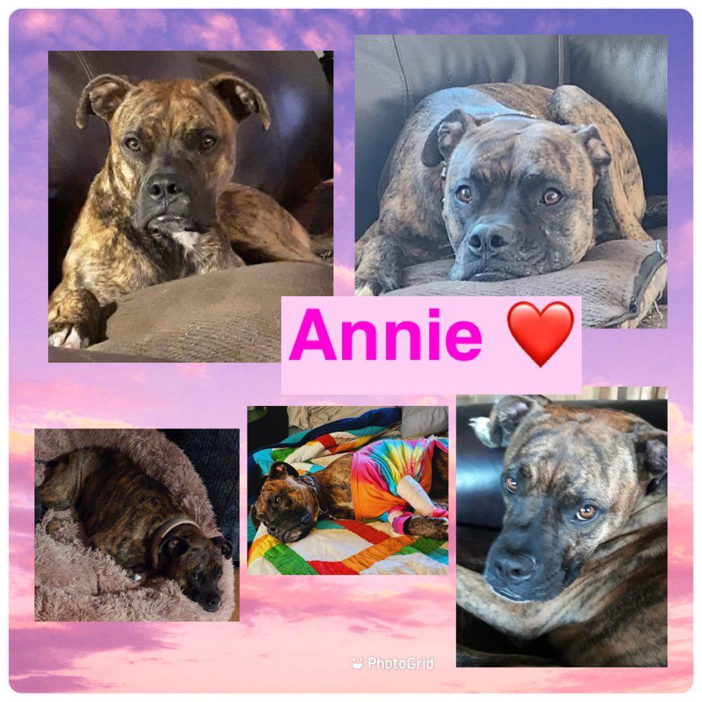 Annie, Adoptable, Adult Female Boxer.