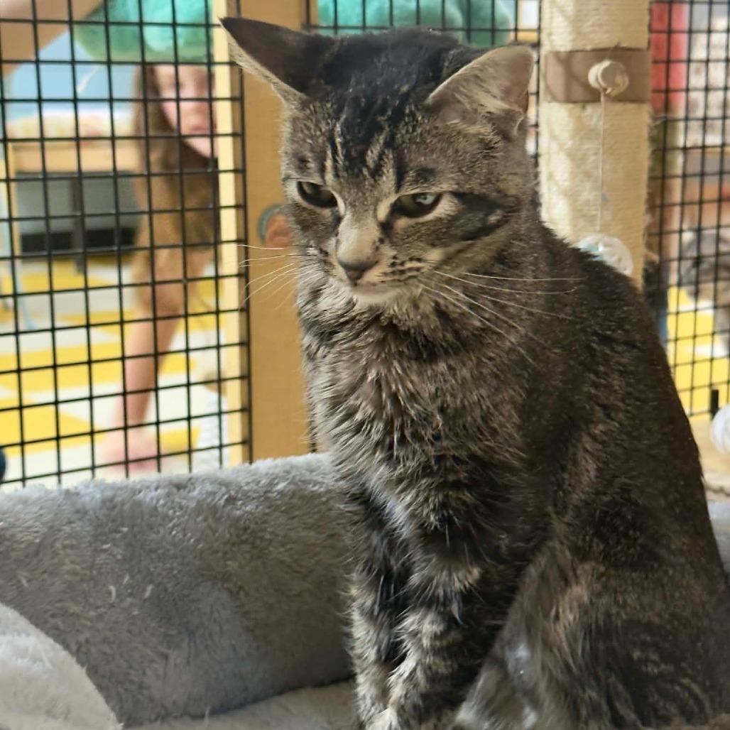 Enlarge Yennifer aka Yennie, a Adoptable Domestic Short Hair in Wichita, KS image 1/5