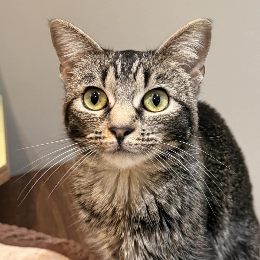 Enlarge Yennifer aka Yennie, a Adoptable Domestic Short Hair in Wichita, KS image 2/5