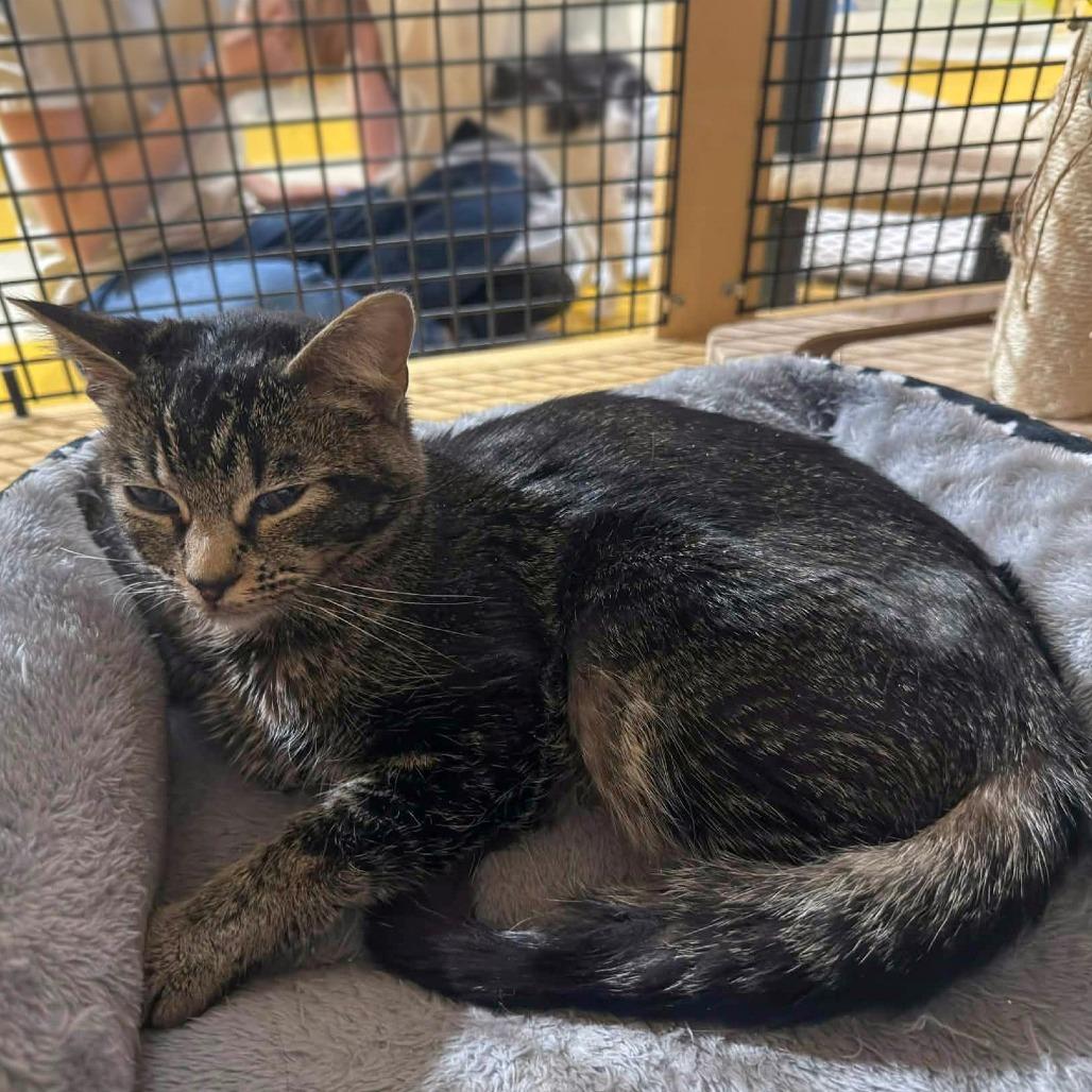 Enlarge Yennifer aka Yennie, a Adoptable Domestic Short Hair in Wichita, KS image 3/5