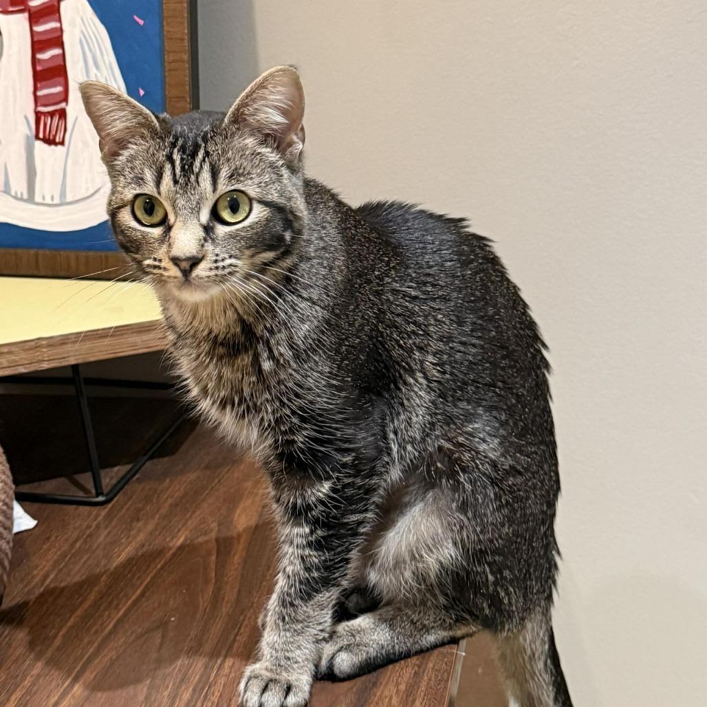 Enlarge Yennifer aka Yennie, a Adoptable Domestic Short Hair in Wichita, KS image 4/5