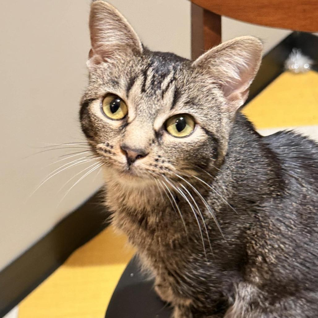 Enlarge Yennifer aka Yennie, a Adoptable Domestic Short Hair in Wichita, KS image 5/5