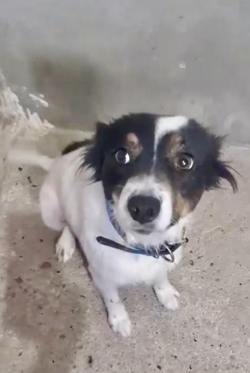 Enlarge Milagro, a Adoptable mixed breed in Escondido, CA image 1/3