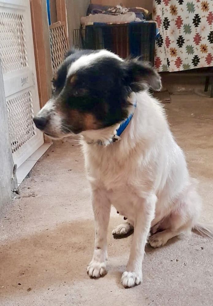 Enlarge Milagro, a Adoptable mixed breed in Escondido, CA image 2/3