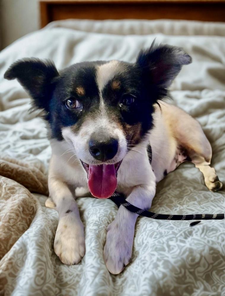 Enlarge Milagro, a Adoptable mixed breed in Escondido, CA image 3/3