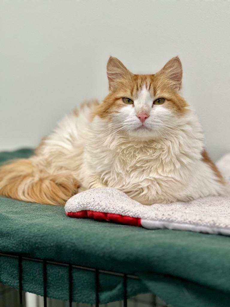 Puffy, a Adoptable mixed breed in Cumberland, ME image 1/4