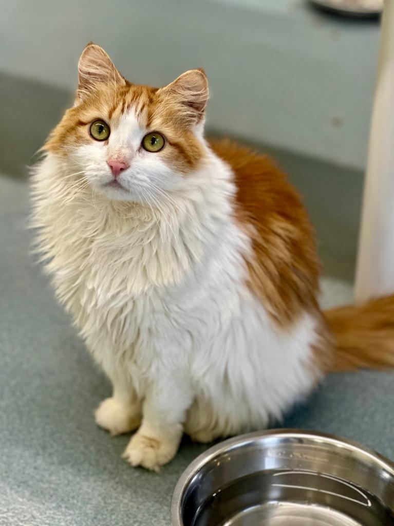Puffy, a Adoptable mixed breed in Cumberland, ME image 2/4