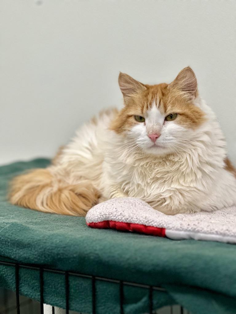 Puffy, a Adoptable mixed breed in Cumberland, ME image 4/4