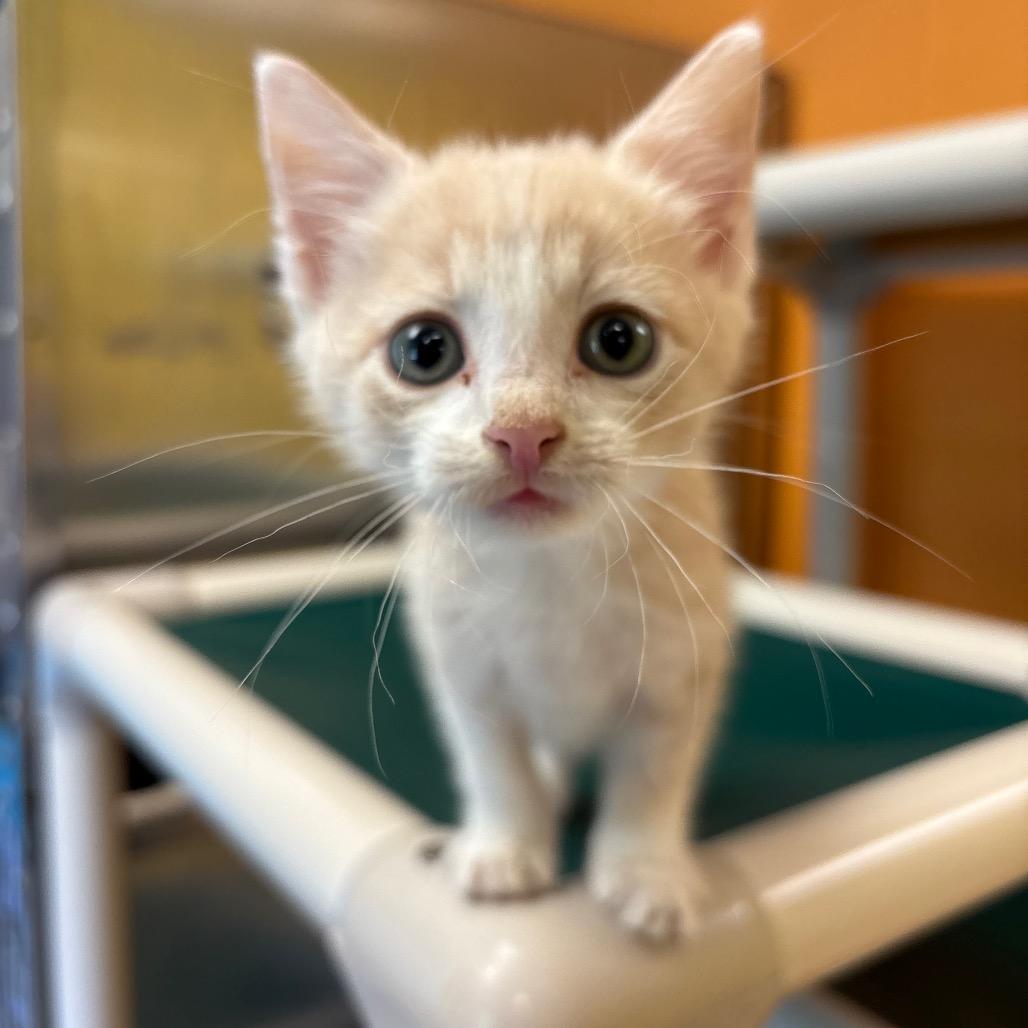 Enlarge Leaf, a Adoptable Domestic Short Hair in Roxboro, NC image 1/6