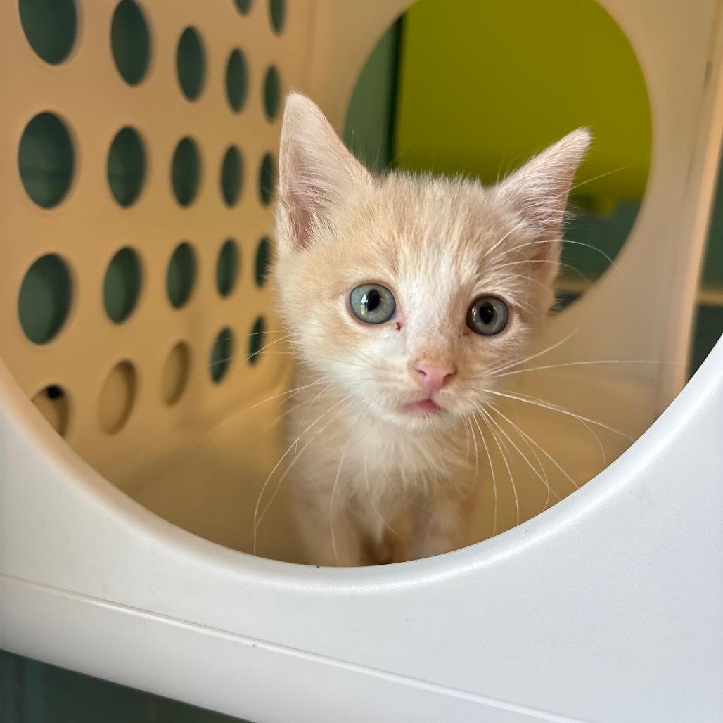 Enlarge Leaf, a Adoptable Domestic Short Hair in Roxboro, NC image 2/6