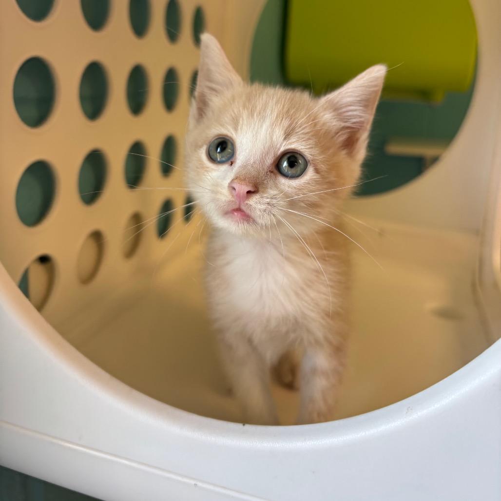 Enlarge Leaf, a Adoptable Domestic Short Hair in Roxboro, NC image 5/6