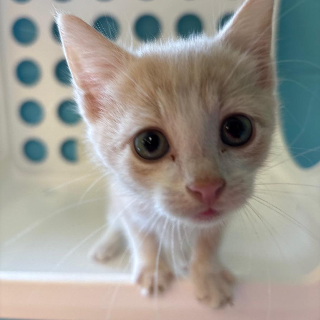 Enlarge Leaf, a Adoptable Domestic Short Hair in Roxboro, NC image 6/6