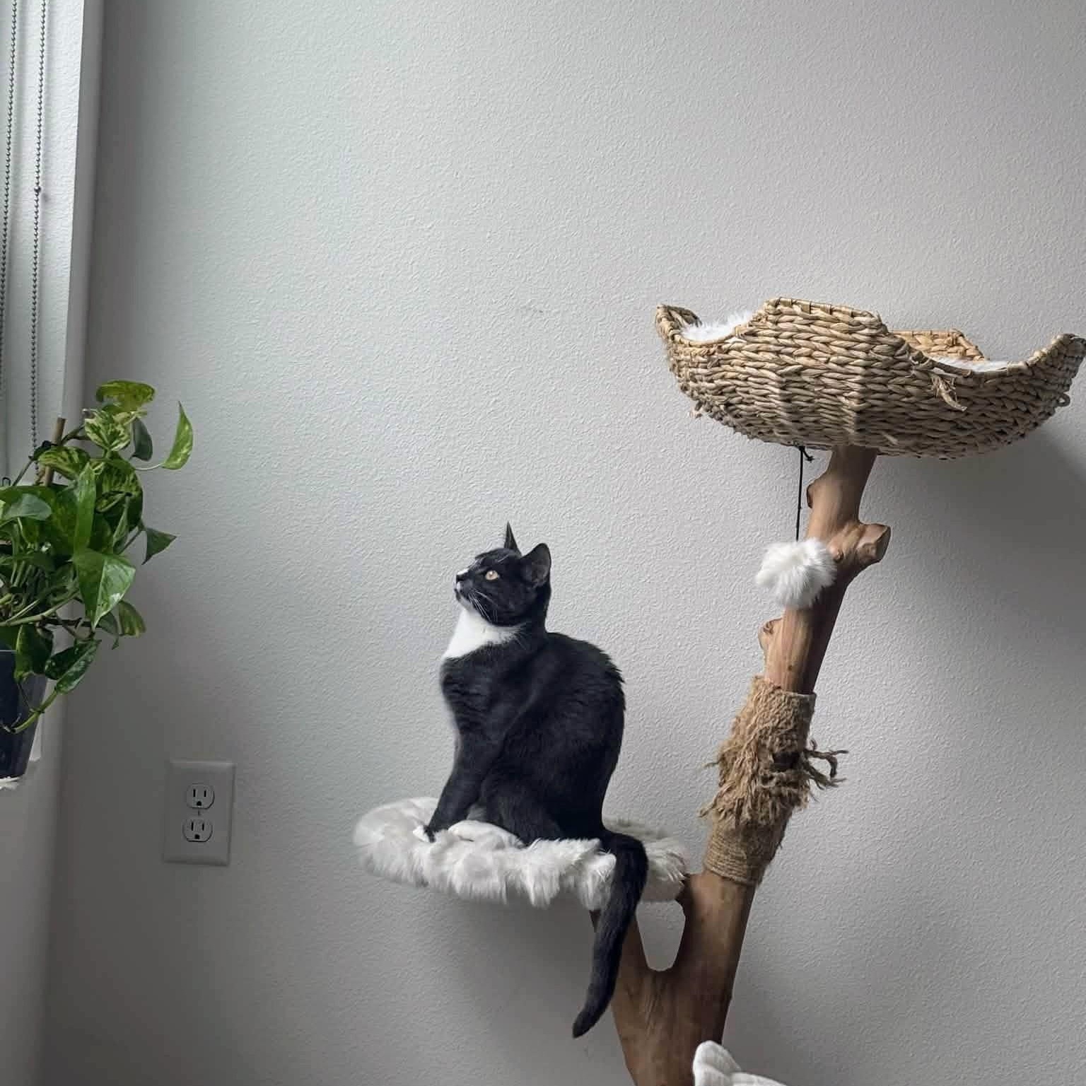 Enlarge Surrey, a ADOPTABLE Domestic Short Hair in Tacoma, WA image 2/4