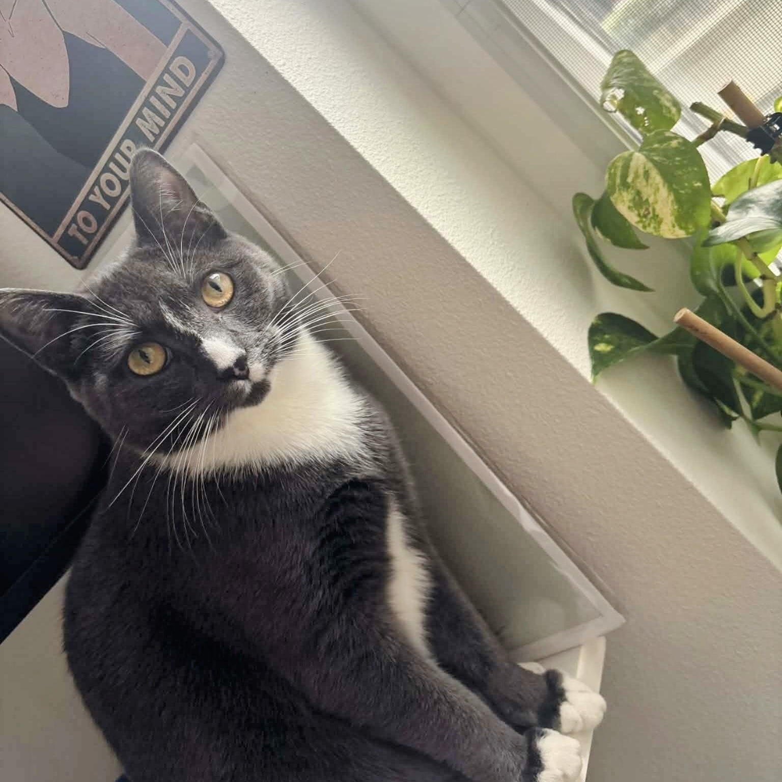 Enlarge Surrey, a ADOPTABLE Domestic Short Hair in Tacoma, WA image 4/4