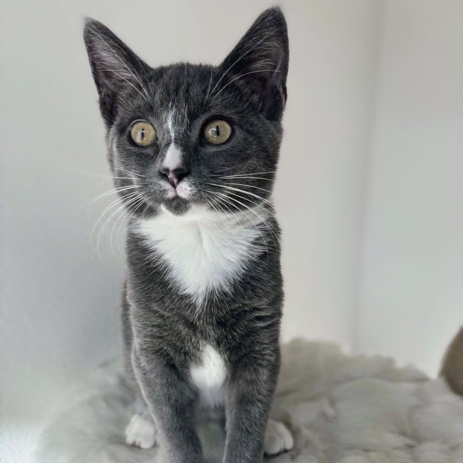 Enlarge Surrey, a ADOPTABLE Domestic Short Hair in Tacoma, WA image 1/4