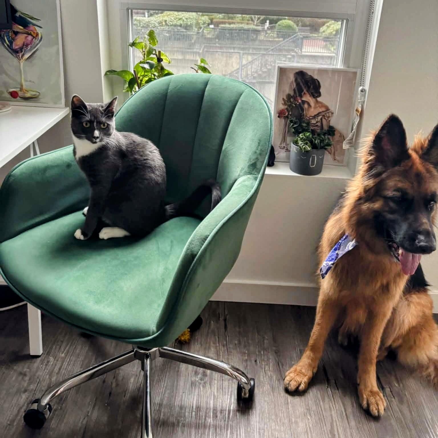 Enlarge Surrey, a ADOPTABLE Domestic Short Hair in Tacoma, WA image 3/4