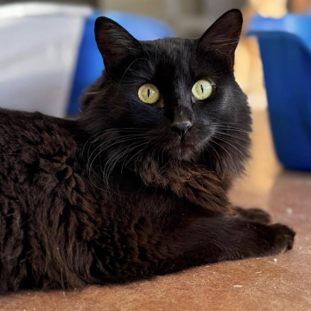 Bublz — thumbnail 3