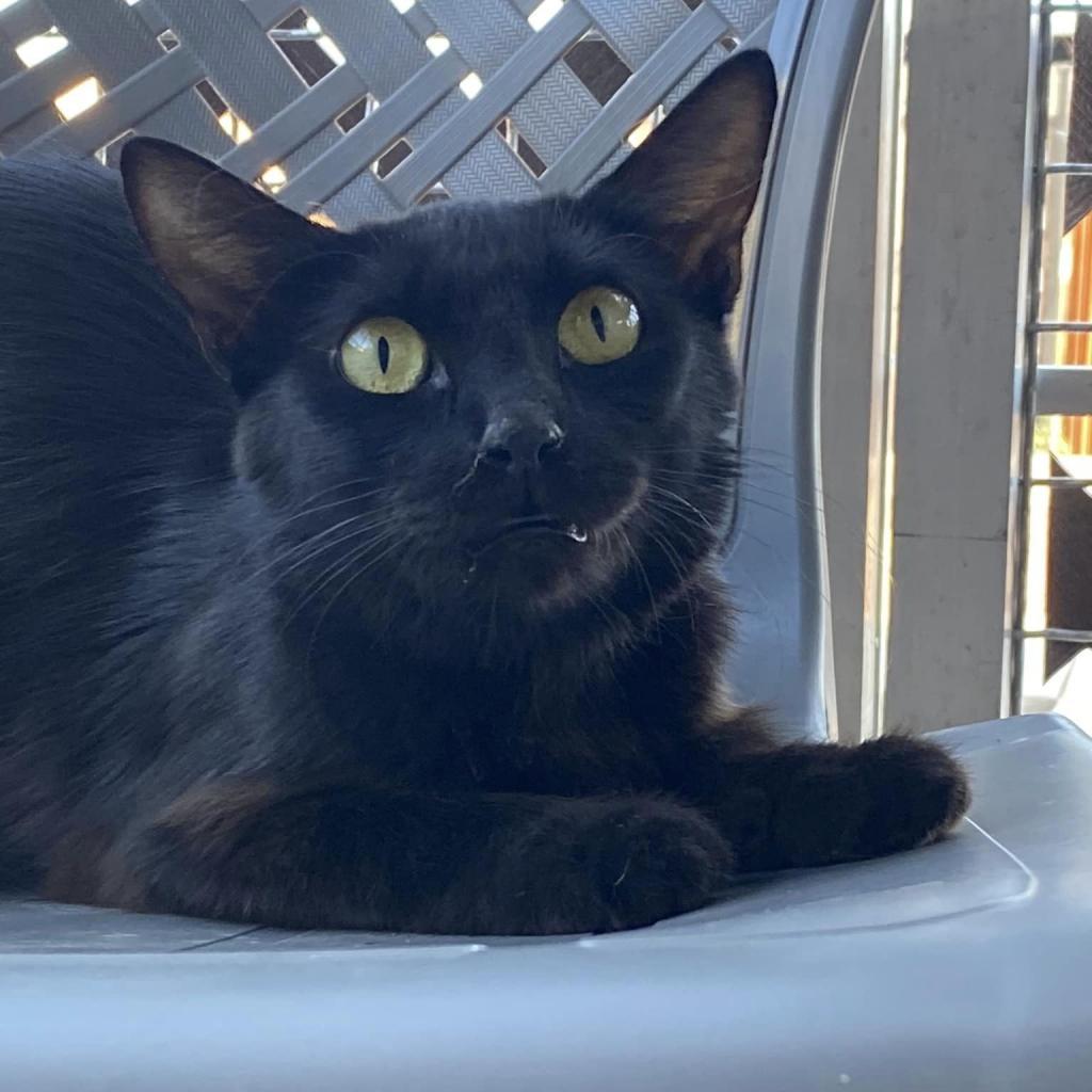 Bublz — thumbnail 4