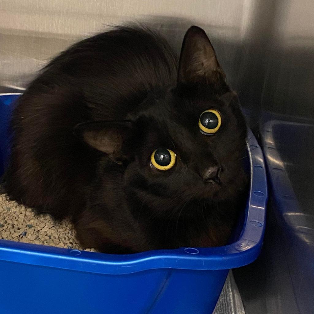 Bublz — thumbnail 5