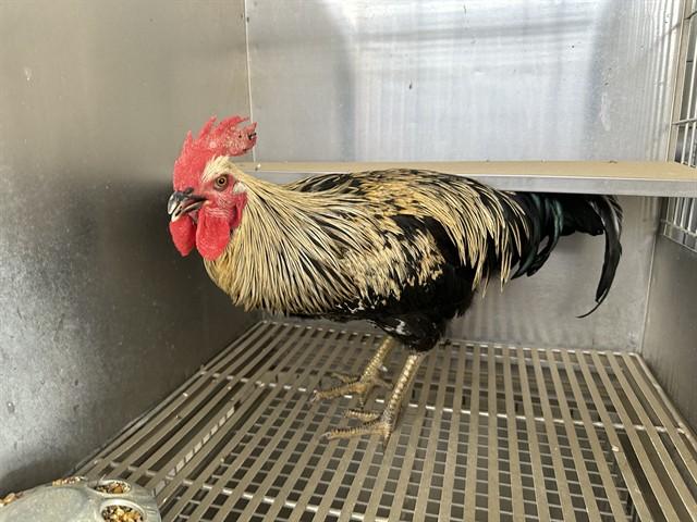 BJORN, Adoptable, Young Male Chicken.