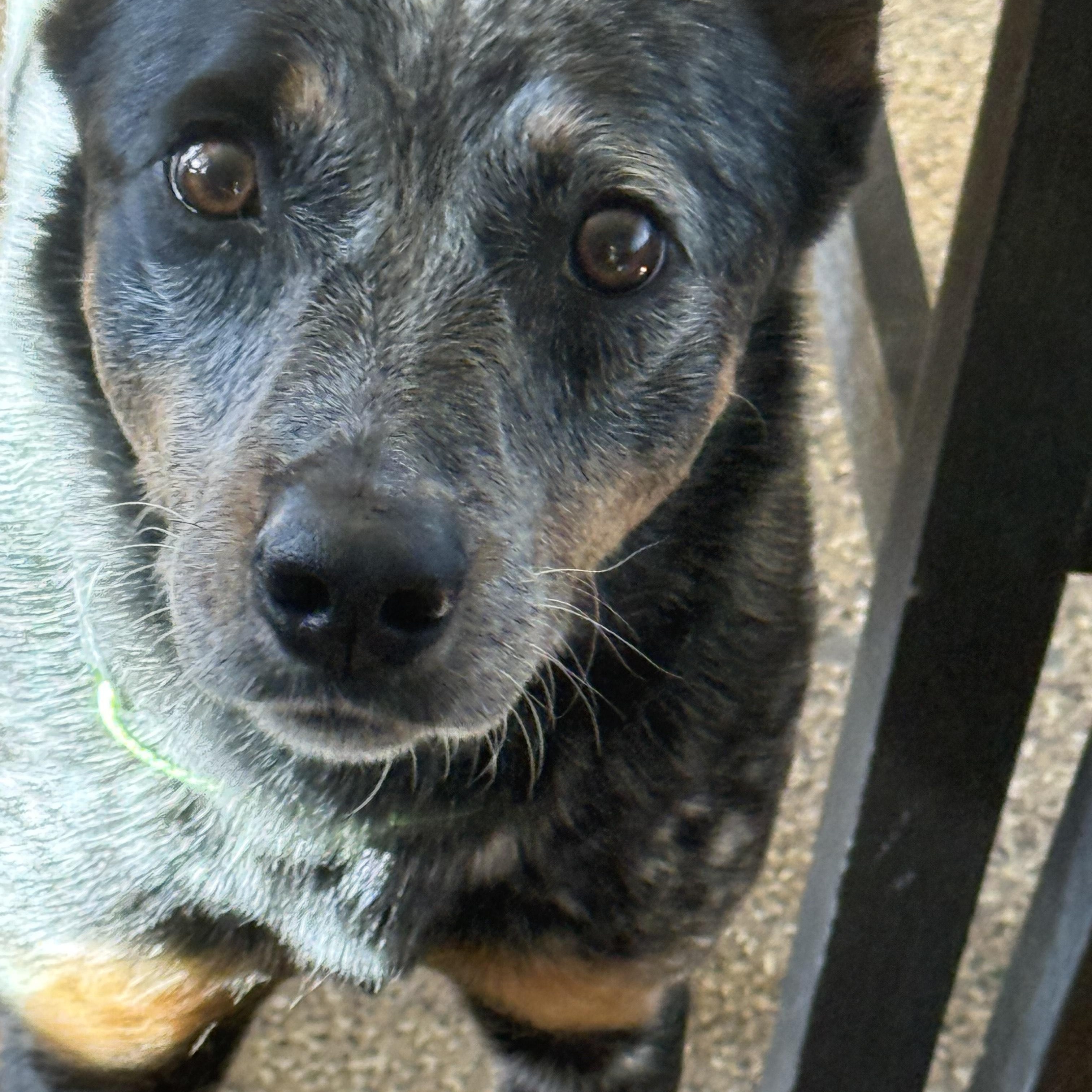 Enlarge Penny, a ADOPTABLE Australian Cattle Dog / Blue Heeler in Carlin, NV image 1/1