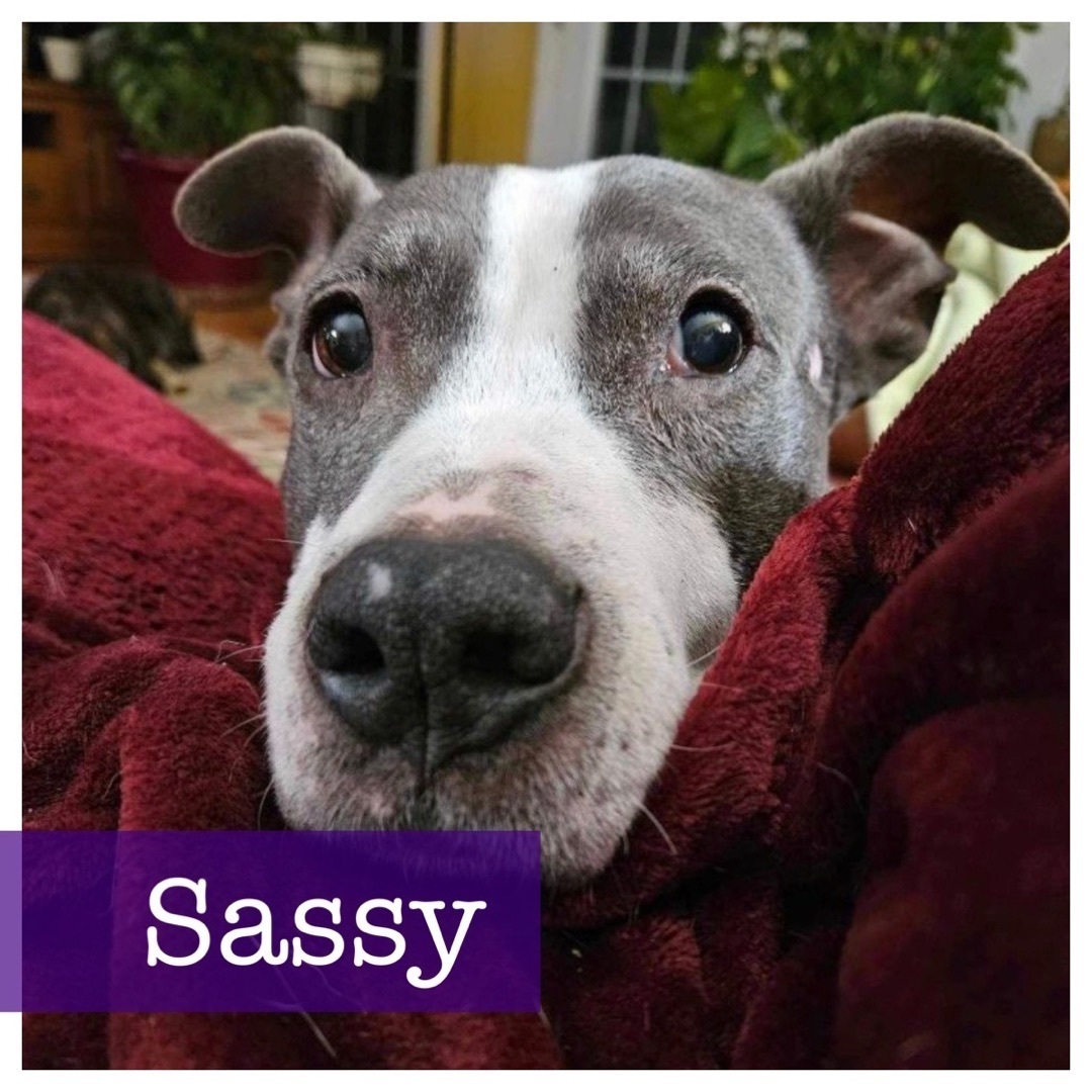 Sassy, a Adoptable mixed breed in Cumming, GA image 1/6