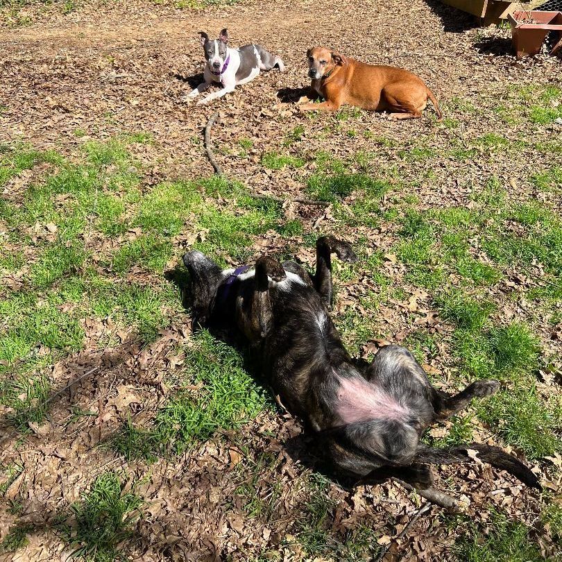 Sassy, a Adoptable mixed breed in Cumming, GA image 5/6