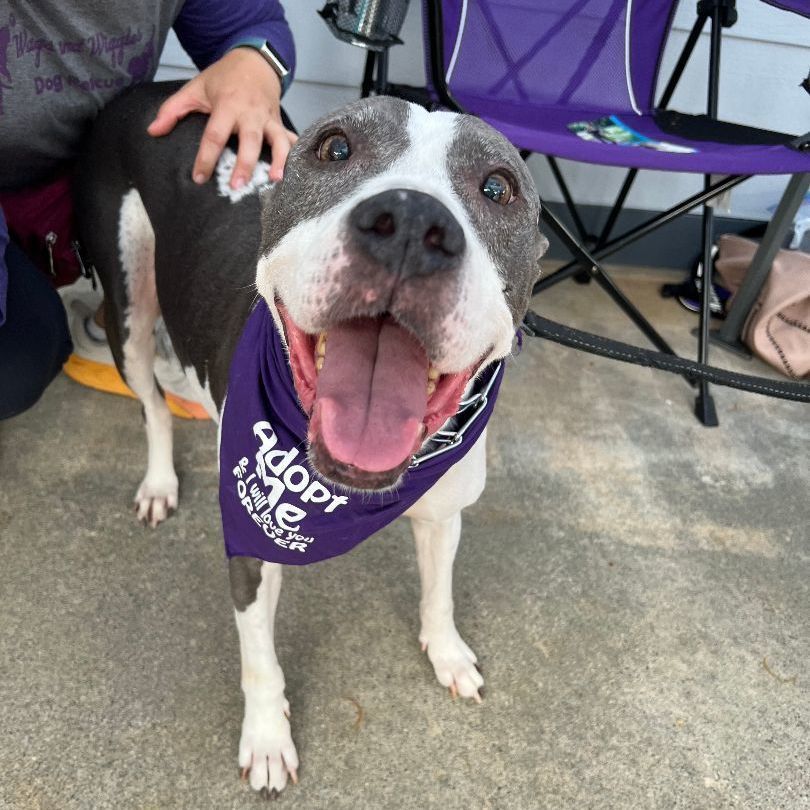 Sassy, a Adoptable mixed breed in Cumming, GA image 6/6