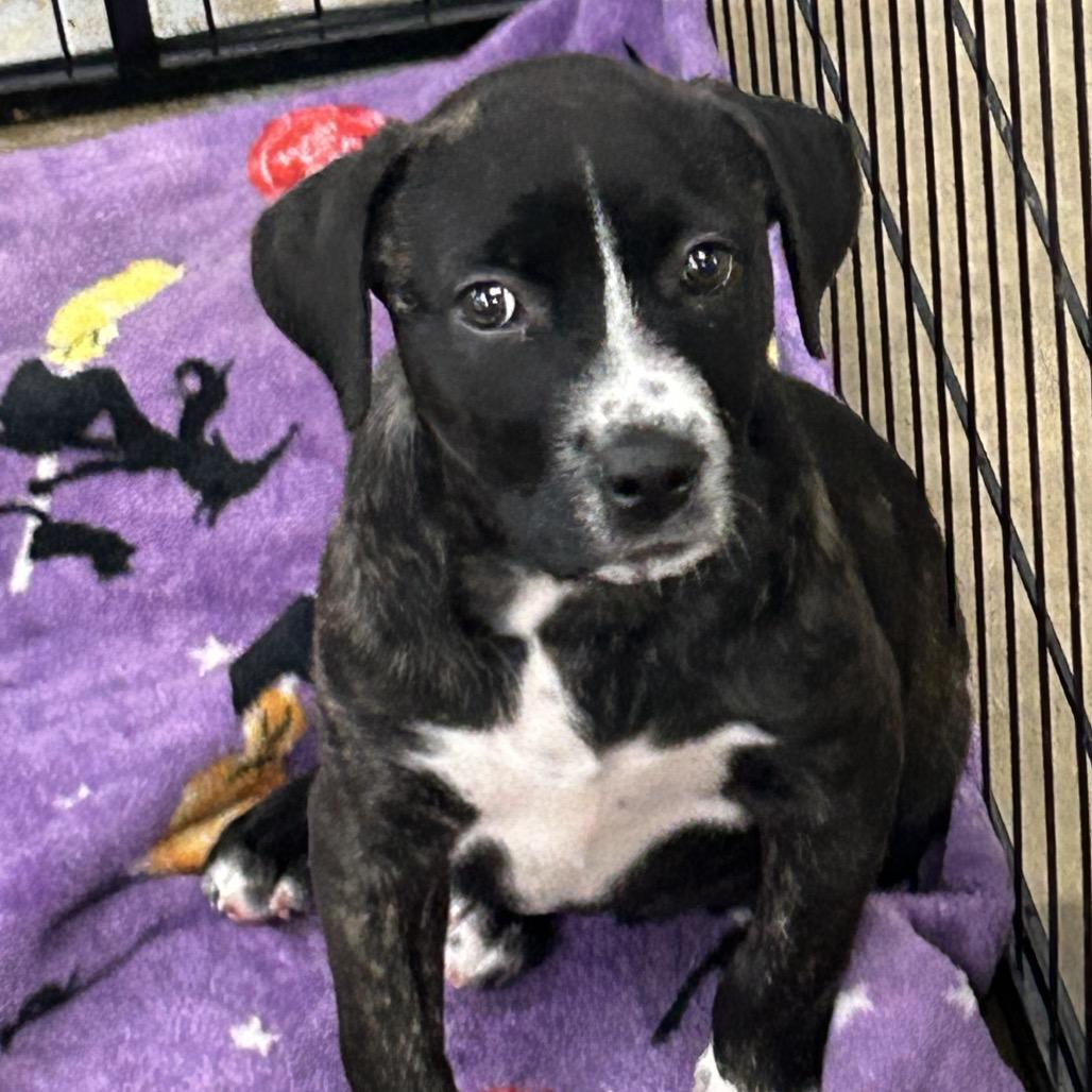 Enlarge Rainbow Brite, a Adoptable mixed breed in Parrish, AL image 3/6