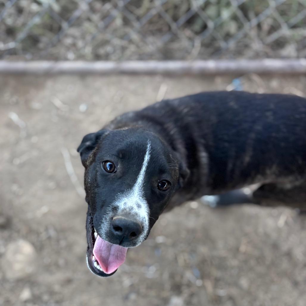 Enlarge Rainbow Brite, a Adoptable mixed breed in Parrish, AL image 5/6