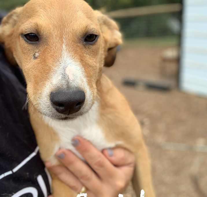 Smidge, Adoptable, Puppy Female Great Pyrenees & Hound.