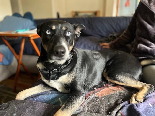 Enlarge Adopt Misty! Blue Eye Beauty! 3 years old Siberian Husky mix, a Adopted mixed breed in Walnut Creek, CA image 1/3