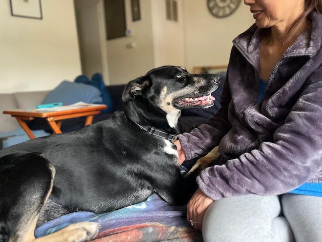 Enlarge Adopt Misty! Blue Eye Beauty! 3 years old Siberian Husky mix, a Adopted mixed breed in Walnut Creek, CA image 2/3