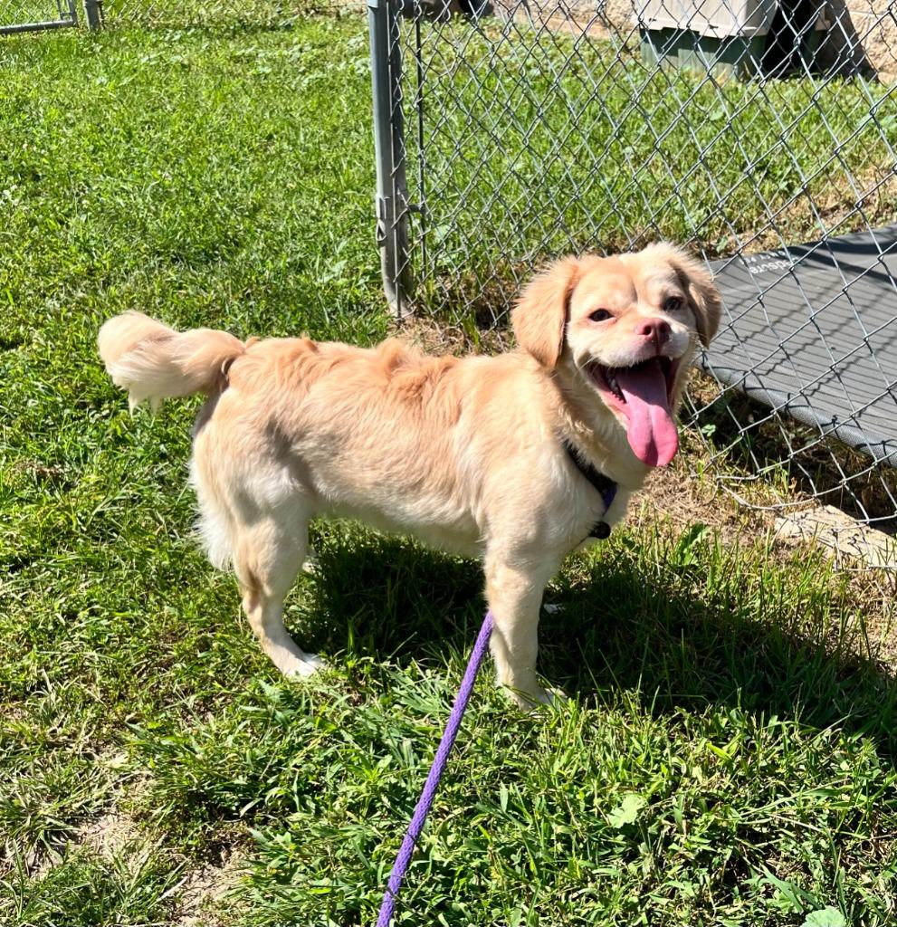 Daisy, Adoptable, Young Female Cocker Spaniel & French Bulldog.