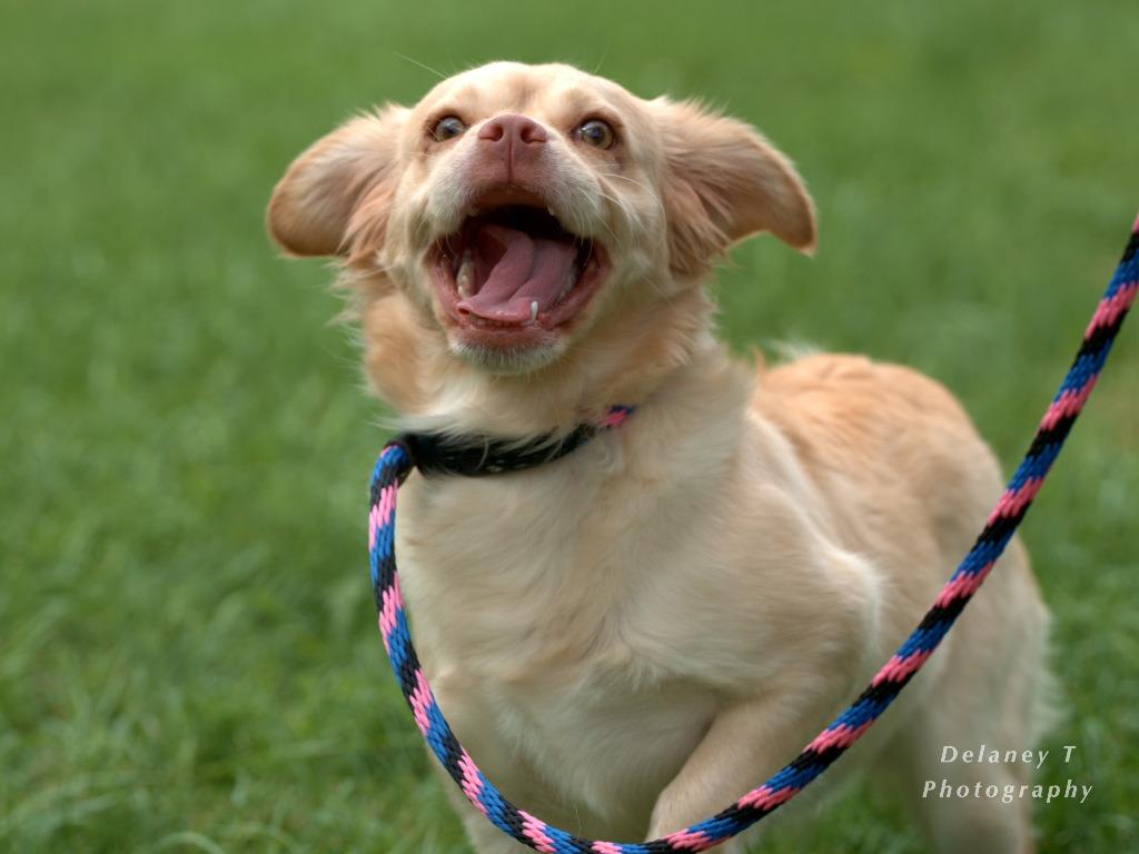 Enlarge Daisy, a Adoptable mixed breed in Shorewood, IL image 2/6