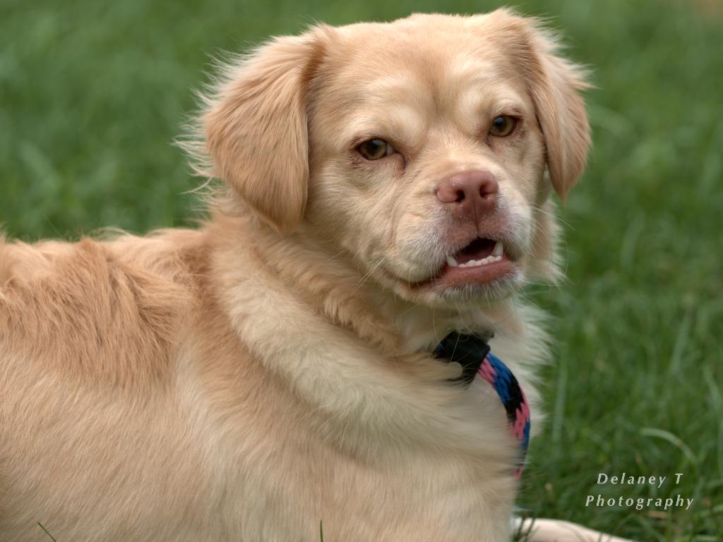 Enlarge Daisy, a Adoptable mixed breed in Shorewood, IL image 3/6