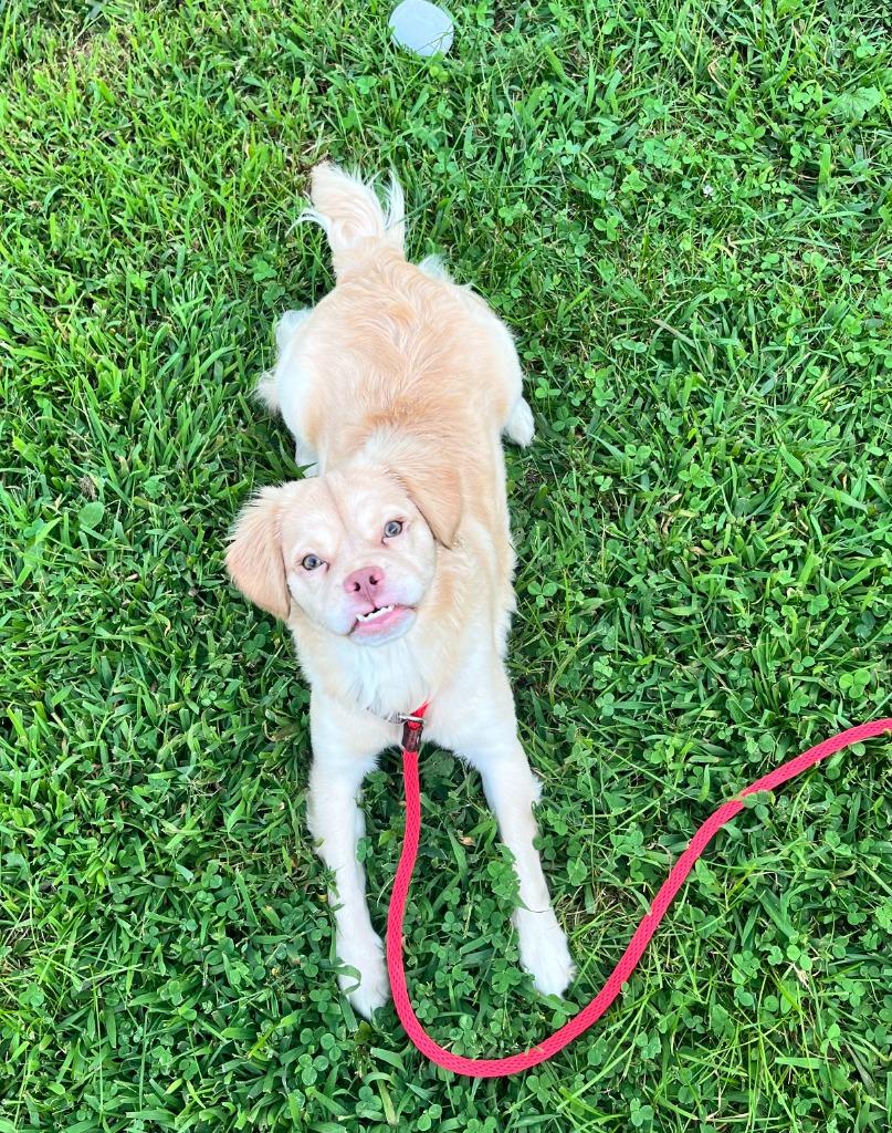 Enlarge Daisy, a Adoptable mixed breed in Shorewood, IL image 5/6